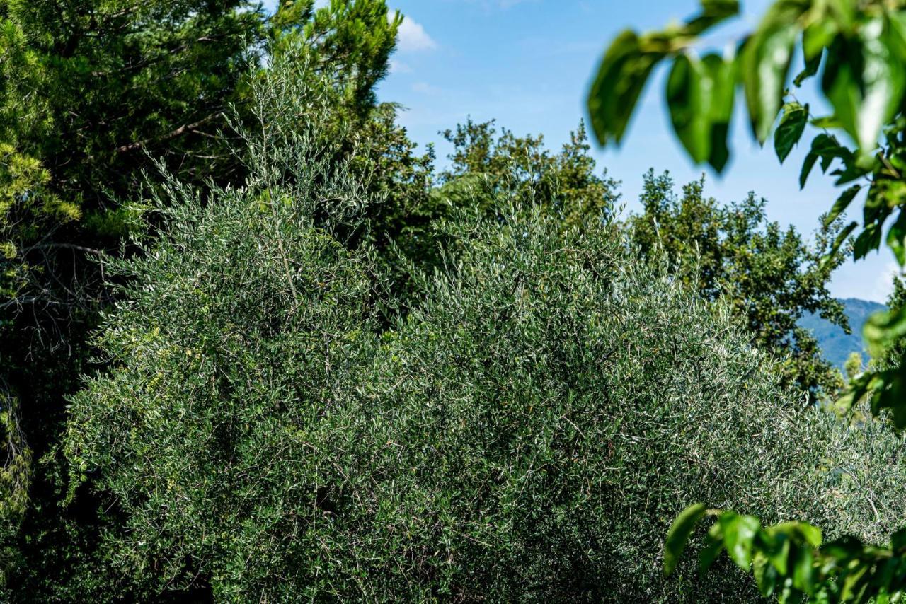 Agriturismo Le Chiusure San Felice del Benaco Ngoại thất bức ảnh